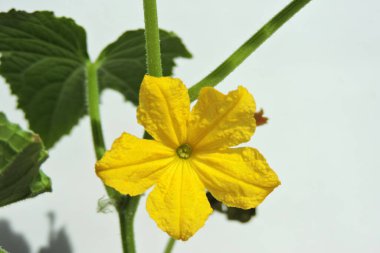 Sarı çiçekli, tomurcuklu, yeşil yapraklı, beyaz arka planlı büyük bir salatalık filizinin yakın çekimi.