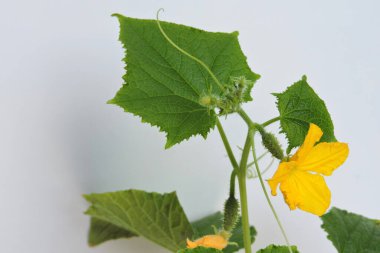 Sarı çiçekli, tomurcuklu, filizli, yeşil yapraklı, beyaz arkaplanlı büyük bir salatalığın yakın çekimi.