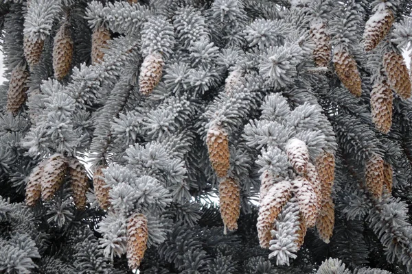 Frozen Spruce Branches Cones — Stock Photo, Image