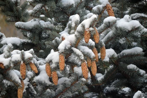Spruce Branches Cones Covered Snow — Stock Photo, Image