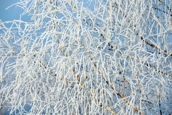 Frosty Tree Branches Sparkling Sun Blue Sky Background — Stock Photo, Image