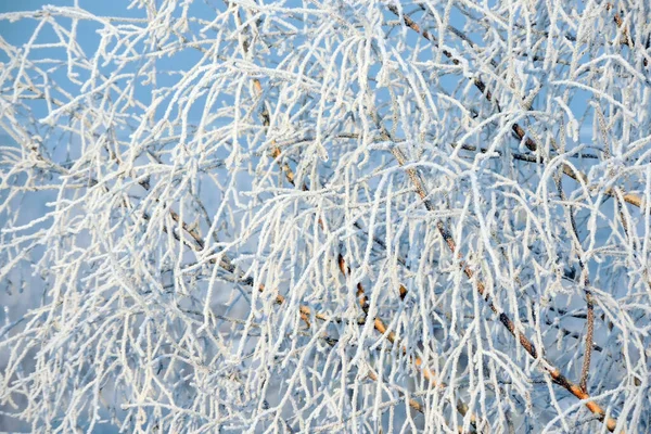 Frosty Boomtakken Fonkelen Zon Blauwe Hemel Achtergrond — Stockfoto