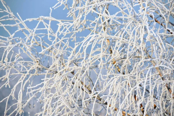 Frosty Boomtakken Fonkelen Zon Blauwe Hemel Achtergrond — Stockfoto