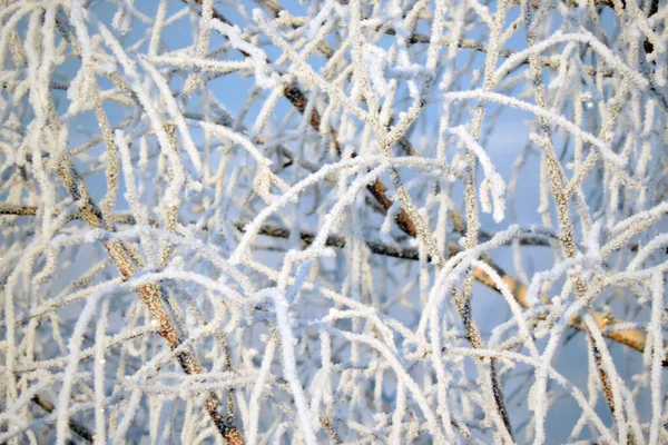 Frosty Träd Grenar Gnistrande Solen Och Blå Himmel Bakgrunden — Stockfoto