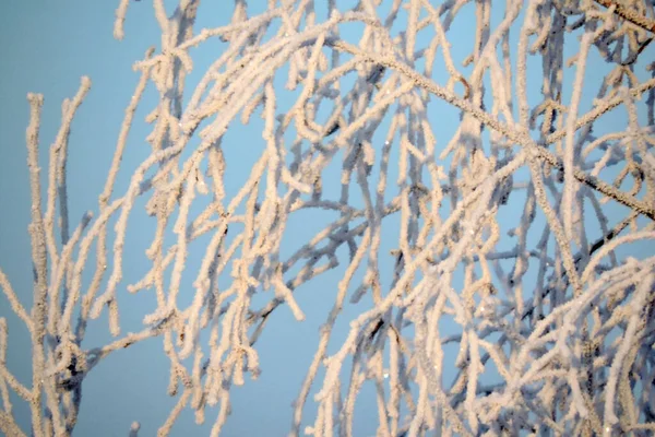 Frosty Träd Grenar Gnistrande Solen Och Blå Himmel Bakgrunden — Stockfoto