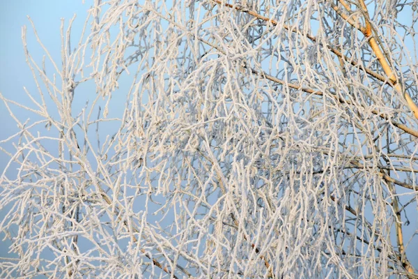 Frosty Tree Branches Sparkling Sun Blue Sky Background — Stock Photo, Image