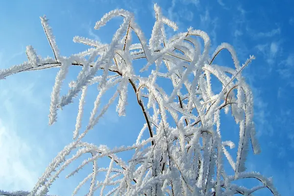 Een Close Van Rijm Wilgentakken Fonkelend Zon Blauwe Lucht Achtergrond — Stockfoto