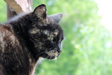 Yeşil gözlü, beyaz bıyıklı, yeşil bulanık arka planı olan kaplumbağa kabuklu bir kedi portresi.