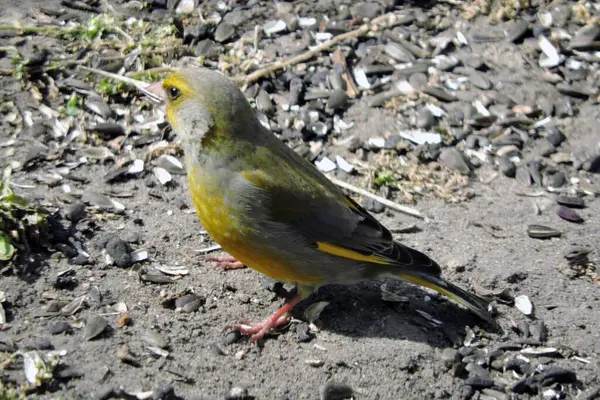 Portrait Greenfinch Eating Sunflower Seeds Sunlight — Stock Photo, Image