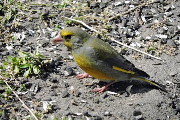 Portrait Greenfinch Eating Sunflower Seeds Sunlight — Stock Photo, Image