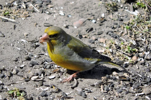 Ett Porträtt Grönfink Som Äter Solrosfrön Solljuset — Stockfoto