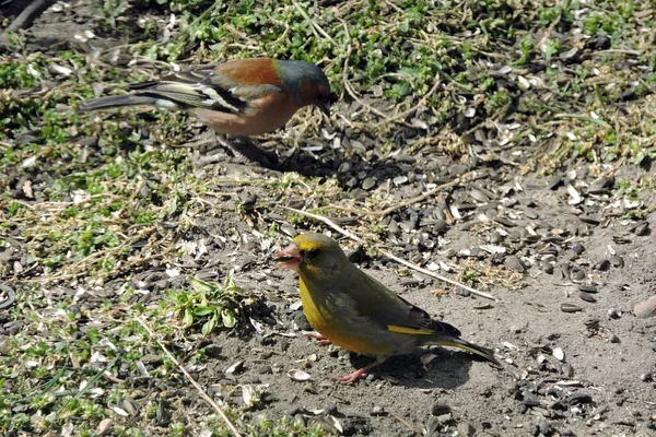 Sebuah Potret Dari Sebuah Greenfinch Dan Sebuah Chaffinch Umum Makan — Stok Foto