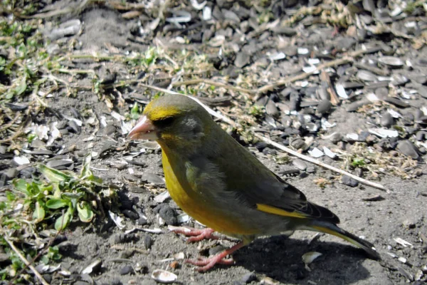 Portrait Greenfinch Eating Sunflower Seeds Sunlight — Stock Photo, Image