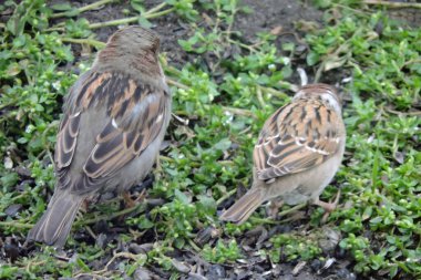Bir erkek ev serçesi portresi ve bir Avrasya ağaç serçesi yerde oturup ayçiçeği tohumu yiyor.