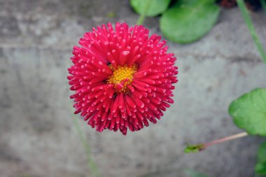 Kırmızı ponpona benzer bir papatya çiçeğinin yakın çekimi, gri arkaplan