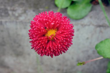 Kırmızı ponpona benzer bir papatya çiçeğinin yakın çekimi, gri arkaplan