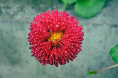 Kırmızı ponpona benzer bir papatya çiçeğinin yakın çekimi, gri arkaplan