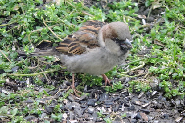 Portrait Male House Sparrow Sitting Ground Eating Sunflower Seeds — Stock Photo, Image