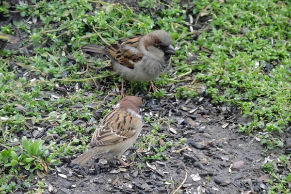 Portrait Male House Sparrow Eurasian Tree Sparrow Sitting Ground Eating — Stock Photo, Image