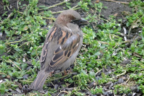 Portrait Male House Sparrow Sitting Ground Eating Sunflower Seeds — Stock Photo, Image