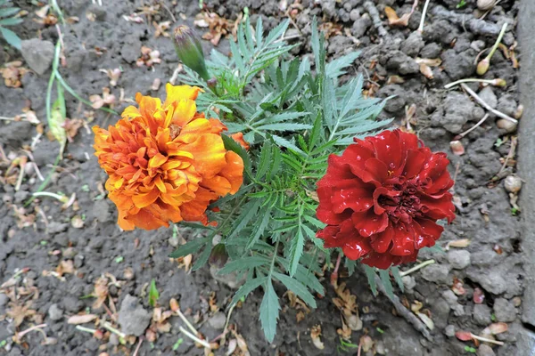 Maroon and red tagetes flowers covered with raindrops, some stones in the background