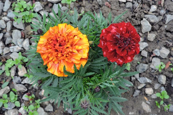 Maroon Rode Tagetes Bloemen Bedekt Met Regendruppels Een Aantal Stenen — Stockfoto