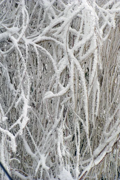 Close Rime Willow Branches — Stock Photo, Image