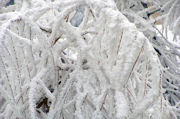 Gros Plan Rime Sur Les Branches Saule — Photo