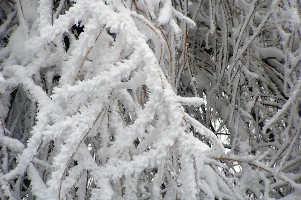 Close Rime Willow Branches — Stock Photo, Image