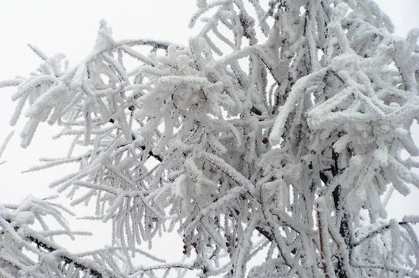 Close Rime Branches — Stock Photo, Image