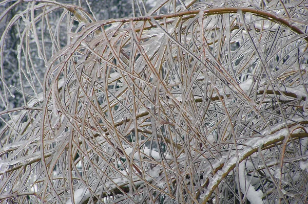Jéggel Borított Fűzfaágak Közelsége — Stock Fotó