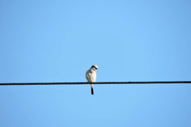Kırmızı sırtlı erkek bir örümceğin portresi. Kablo üzerinde oturuyor. Arka planda mavi gökyüzü.