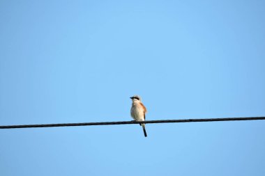 Kırmızı sırtlı erkek bir örümceğin portresi. Kablo üzerinde oturuyor. Arka planda mavi gökyüzü.