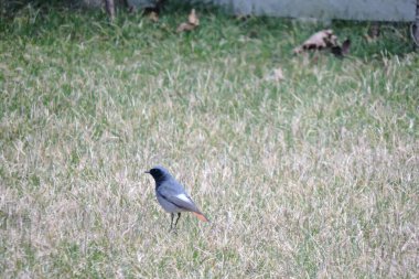 Yeşil çimlerin üzerinde dikilen siyah bir erkek kızıl tüyler üretiyor.
