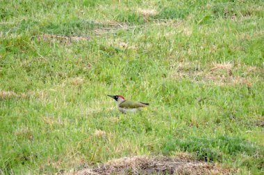 Avrupalı yeşil ağaçkakan yeşil çimlerde karınca arıyor