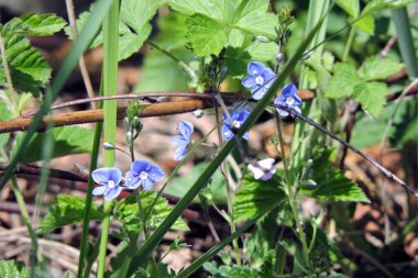 Mavi Alman Speedwell çiçekleri yakın planda