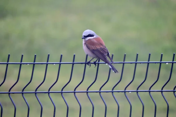 Portrait Male Red Backed Shrike Sitting Fence Made Welded Wire — Stock Photo, Image