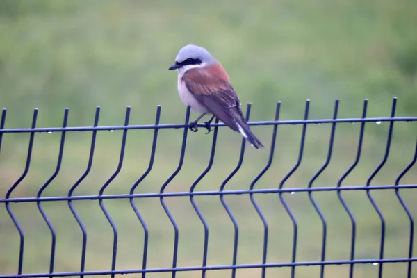 Portrait Male Red Backed Shrike Sitting Fence Made Welded Wire — Stock Photo, Image