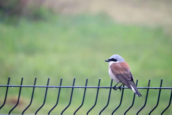 A portrait of a male red-backed shrike sitting on a fence made of welded wire mesh panels, green blurred grass in the background