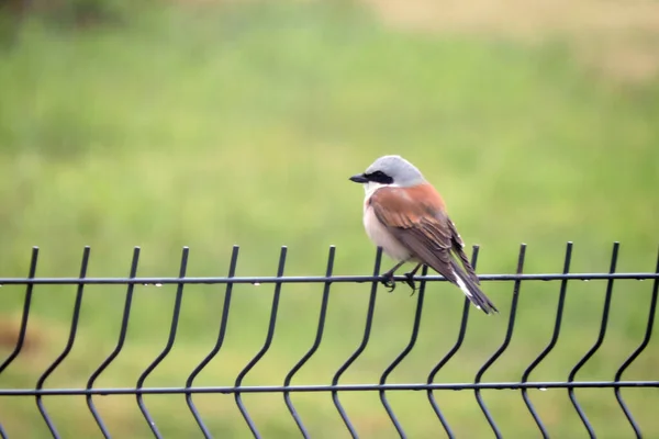A portrait of a male red-backed shrike sitting on a fence made of welded wire mesh panels, green blurred grass in the background