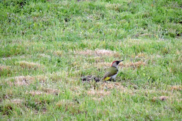 Europese Groene Specht Zoek Naar Mieren Het Groene Gras — Stockfoto