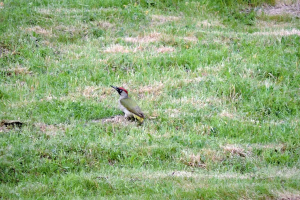 Europese Groene Specht Zoek Naar Mieren Het Groene Gras — Stockfoto