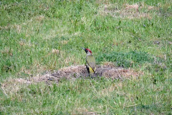 Europese Groene Specht Zoek Naar Mieren Het Groene Gras — Stockfoto