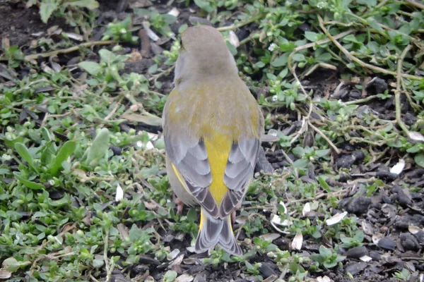 Back Male Greenfinch Ground — Stock Photo, Image