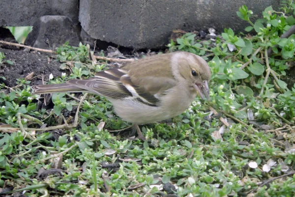 Sebuah Potret Seorang Wanita Biasa Chaffinch Duduk Tanah Dan Makan — Stok Foto