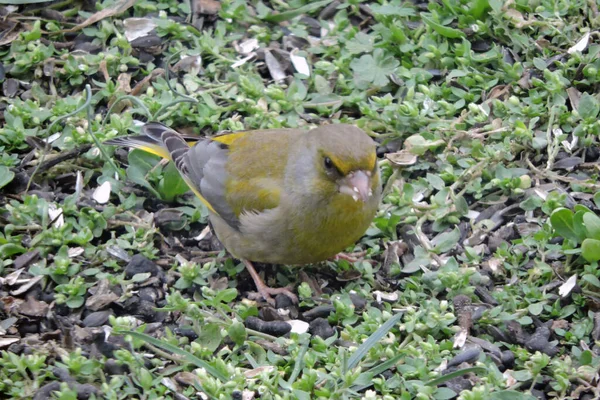 Portrait Male Greenfinch Eating Sunflower Seeds Ground — Stock Photo, Image