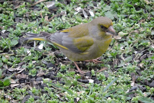 Sebuah Potret Seorang Laki Laki Greenfinch Makan Biji Bunga Matahari — Stok Foto