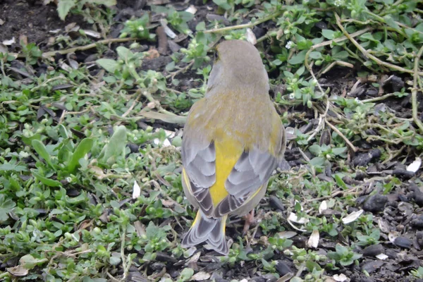 Bagian Belakang Greenfinch Laki Laki Tanah — Stok Foto