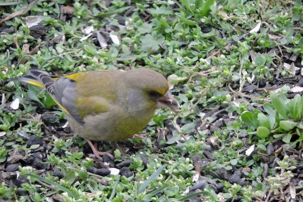 Portrait Male Greenfinch Eating Sunflower Seeds Ground — Stock Photo, Image