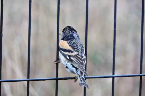 Male Brambling Sitting Welded Mesh Fence — Stock Photo, Image